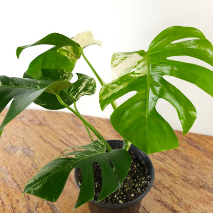 Variegated 'Albo' Monstera: Monstera deliciosa 'Variegata' - 8 inch pot *Collector Plant*