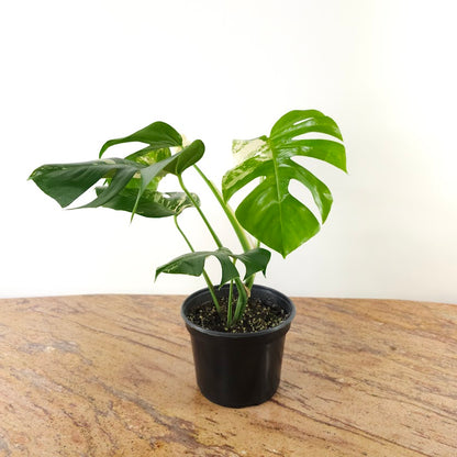 Variegated 'Albo' Monstera: Monstera deliciosa 'Variegata' - 8 inch pot *Collector Plant*