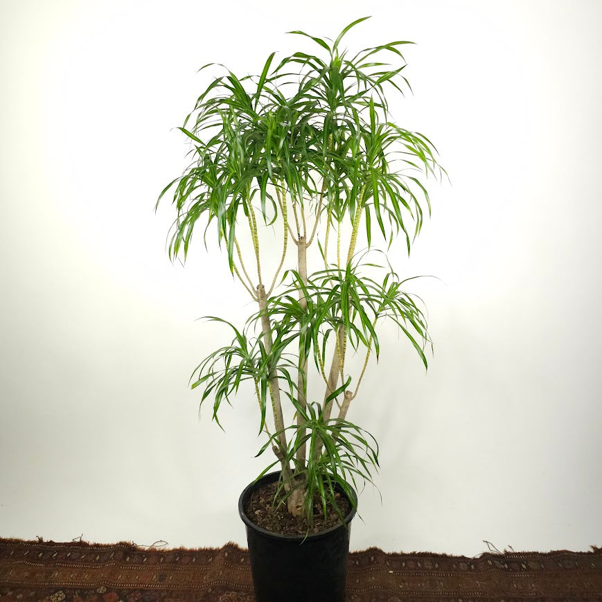dracaena reflexa anita care Variegated Medusa Candelabra: Dracaena Reflexa - 14" Pot