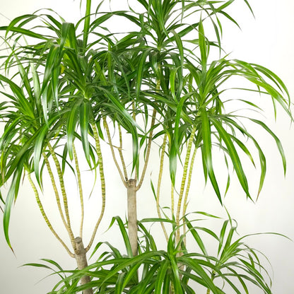Variegated Medusa Candelabra: Dracaena reflexa 'Anita' - 14 inch pot - 5-5.5 foot tall