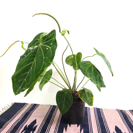 Velvet Cardboard Anthurium: Anthurium magnificum - 10 inch pot