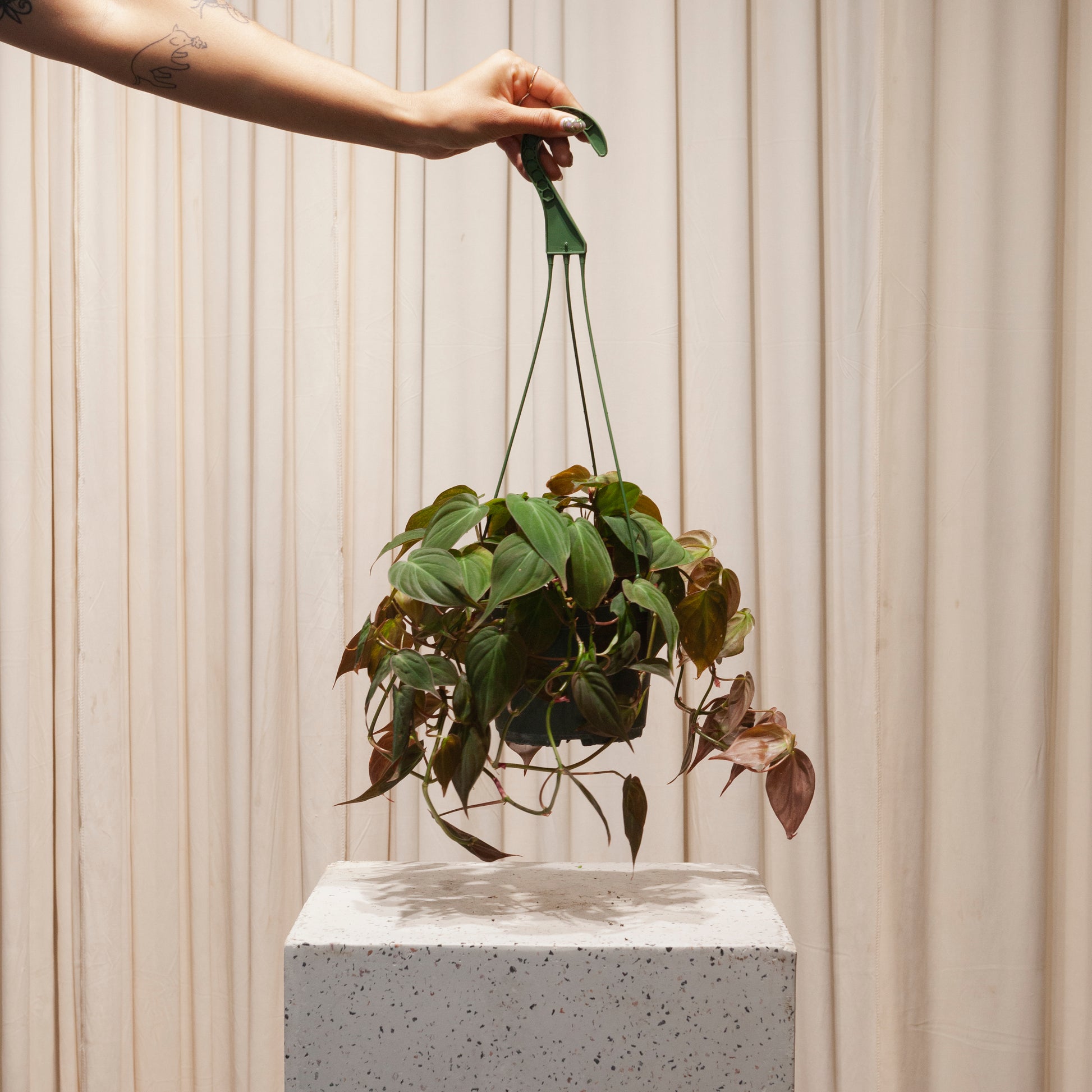 velvet micans philodendron Velvet Leaf: Philodendron Micans - 6" Pot