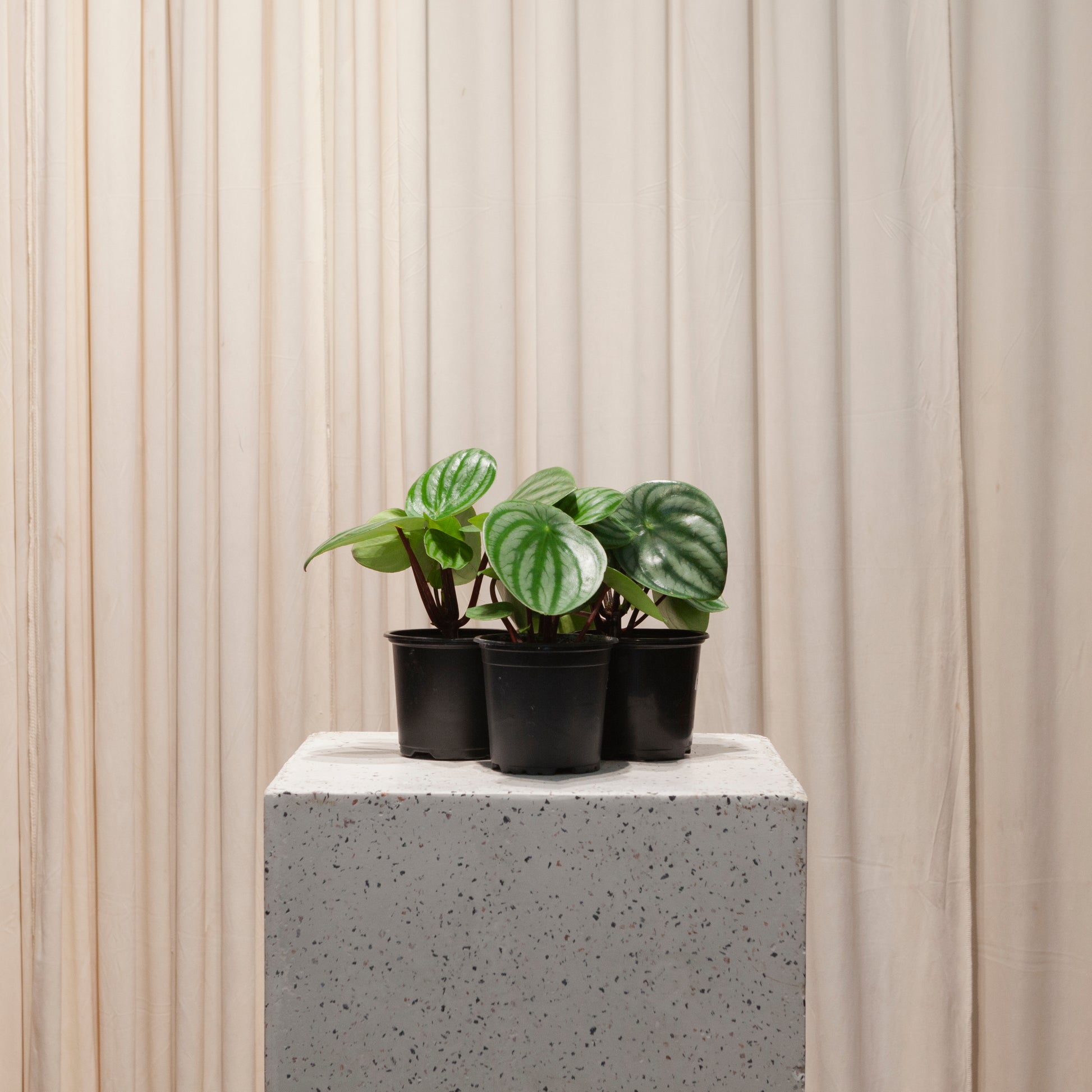 watermelon peperomia indoor plant Watermelon Peperomia - 4" Pot