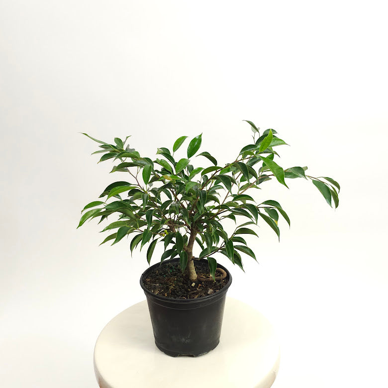 Weeping Fig Bonsai: Ficus orientalis - 6 inch pot