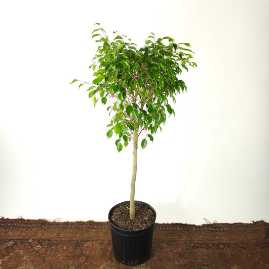Weeping Fig Tree: Ficus benjamina - 12 inch pot - 4.5-5 foot tall