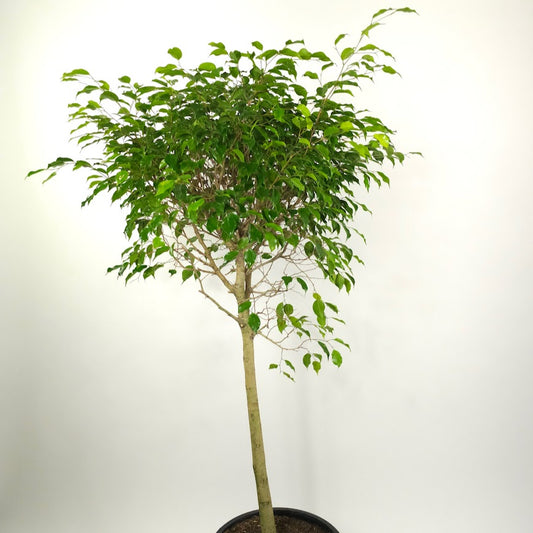 Weeping Fig Tree: Ficus benjamina - 17 inch pot - 6-7 foot tall