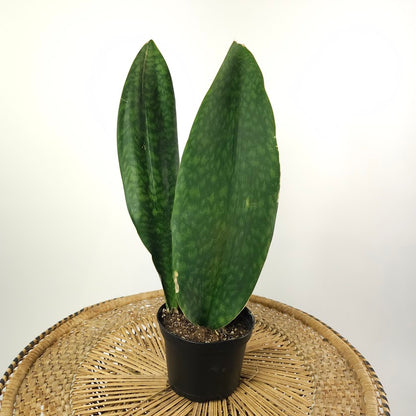 Whale Fin Snake Plant: Sansevieria masoniana - 6 inch pot