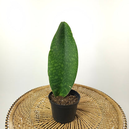 Whale Fin Snake Plant: Sansevieria masoniana - 6 inch pot