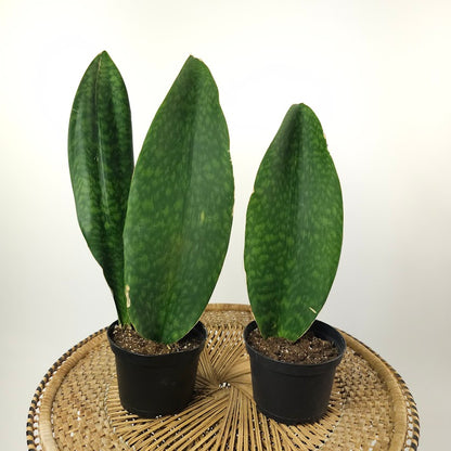 Whale Fin Snake Plant: Sansevieria masoniana - 6 inch pot
