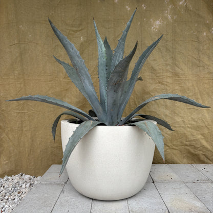 Mescal Desert Agave: Agave deserti - 17 inch pot - 3-4 foot tall