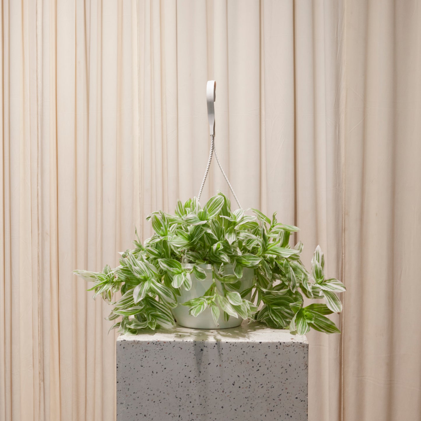 white hanging pot plants Quicksilver Inch Plant: Tradescantia - 8" Pot