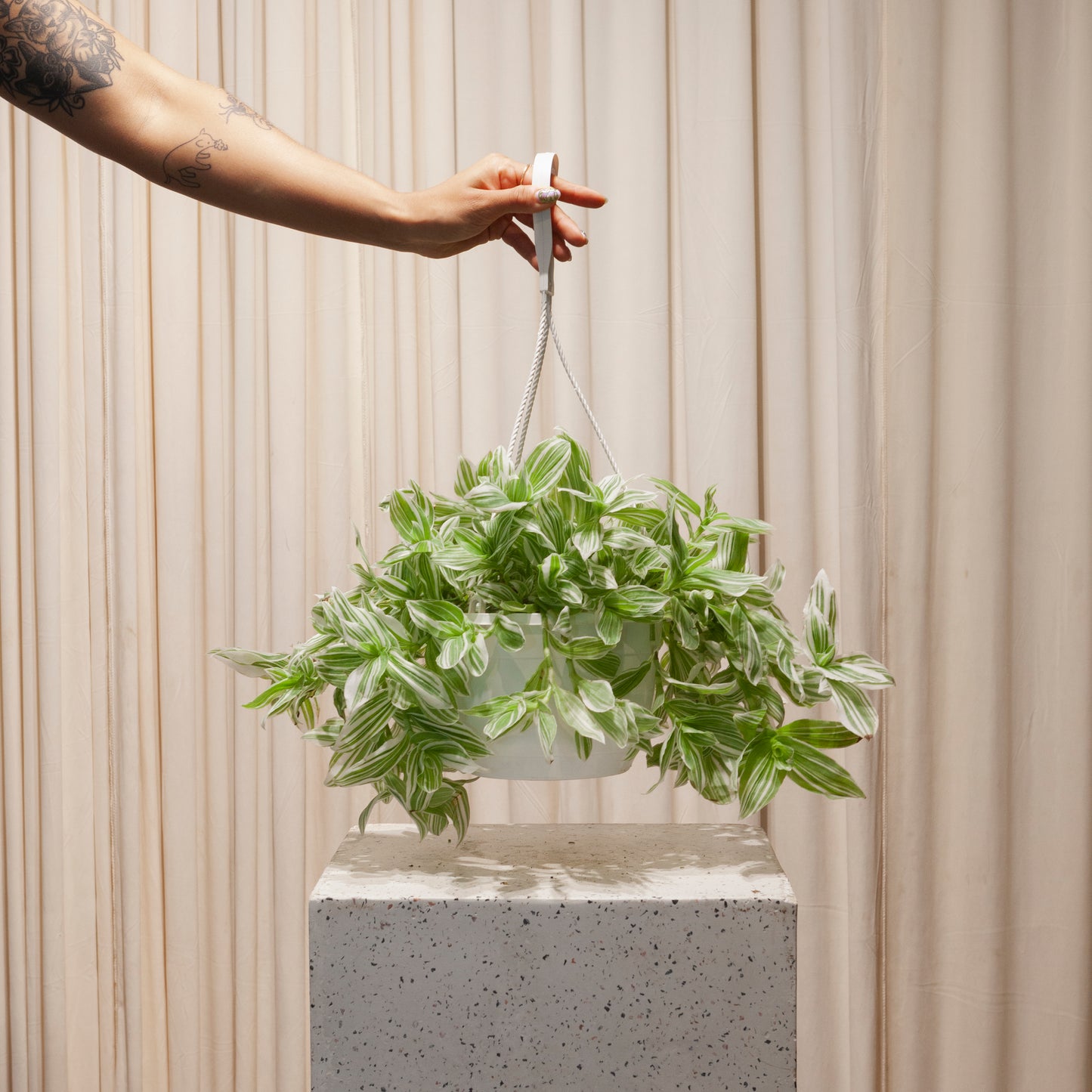 8 inch hanging planter Quicksilver Inch Plant: Tradescantia - 8" Pot