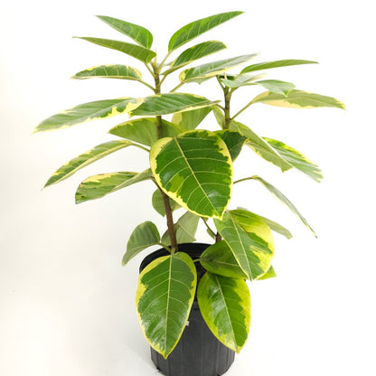 Yellow Gem Fig Bush: Ficus altissima - 10 inch pot - 2.5-3 foot tall