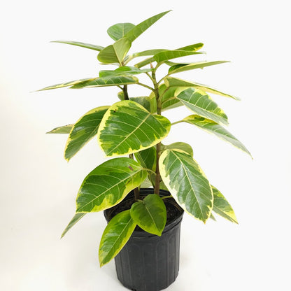 Yellow Gem Fig Bush: Ficus altissima - 10 inch pot - 2.5-3 foot tall