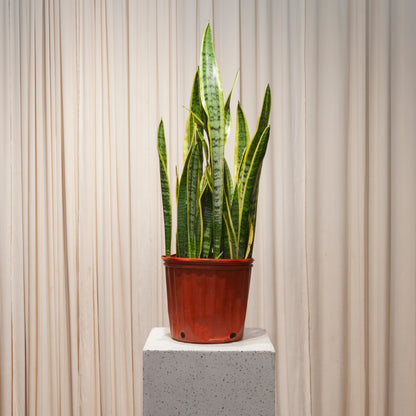 Yellow Snake Plant: Sansevieria trifasciata 'Laurentii' - 10 inch pot