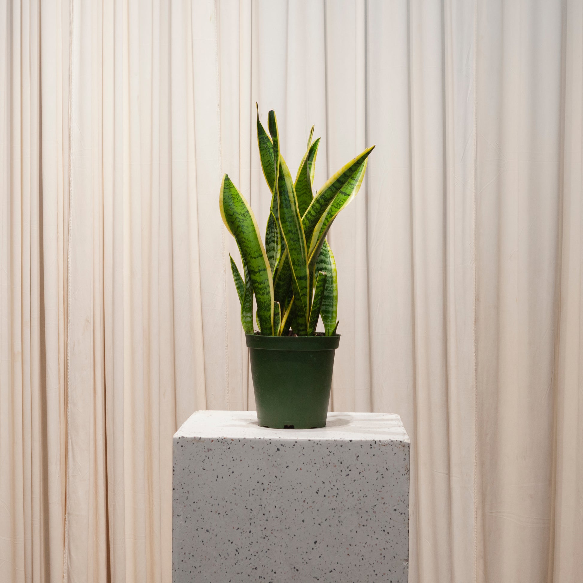 large snake plant toronto Yellow Laurentii Snake Plant - 6" Pot