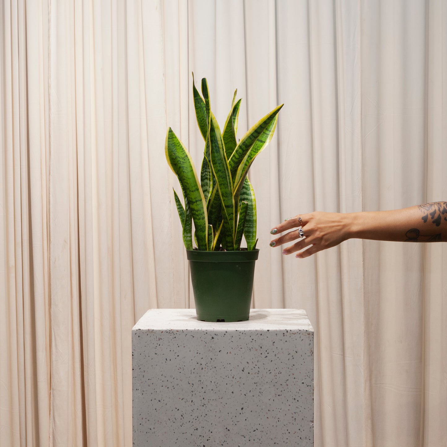 sansevieria tattoo Yellow Laurentii Snake Plant - 6" Pot