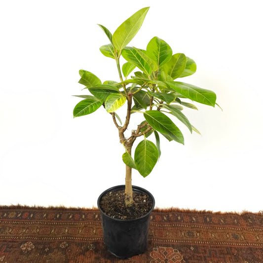 Yellow Gem Fig Tree: Ficus altissima - 8 inch pot - 2.5-3 foot tall