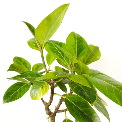 Yellow Gem Fig Tree: Ficus altissima - 8 inch pot - 2.5-3 foot tall