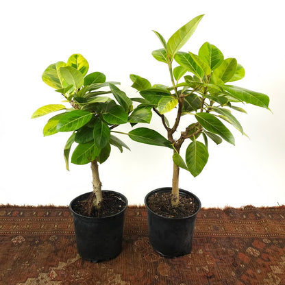 Yellow Gem Fig Tree: Ficus altissima - 8 inch pot - 2.5-3 foot tall