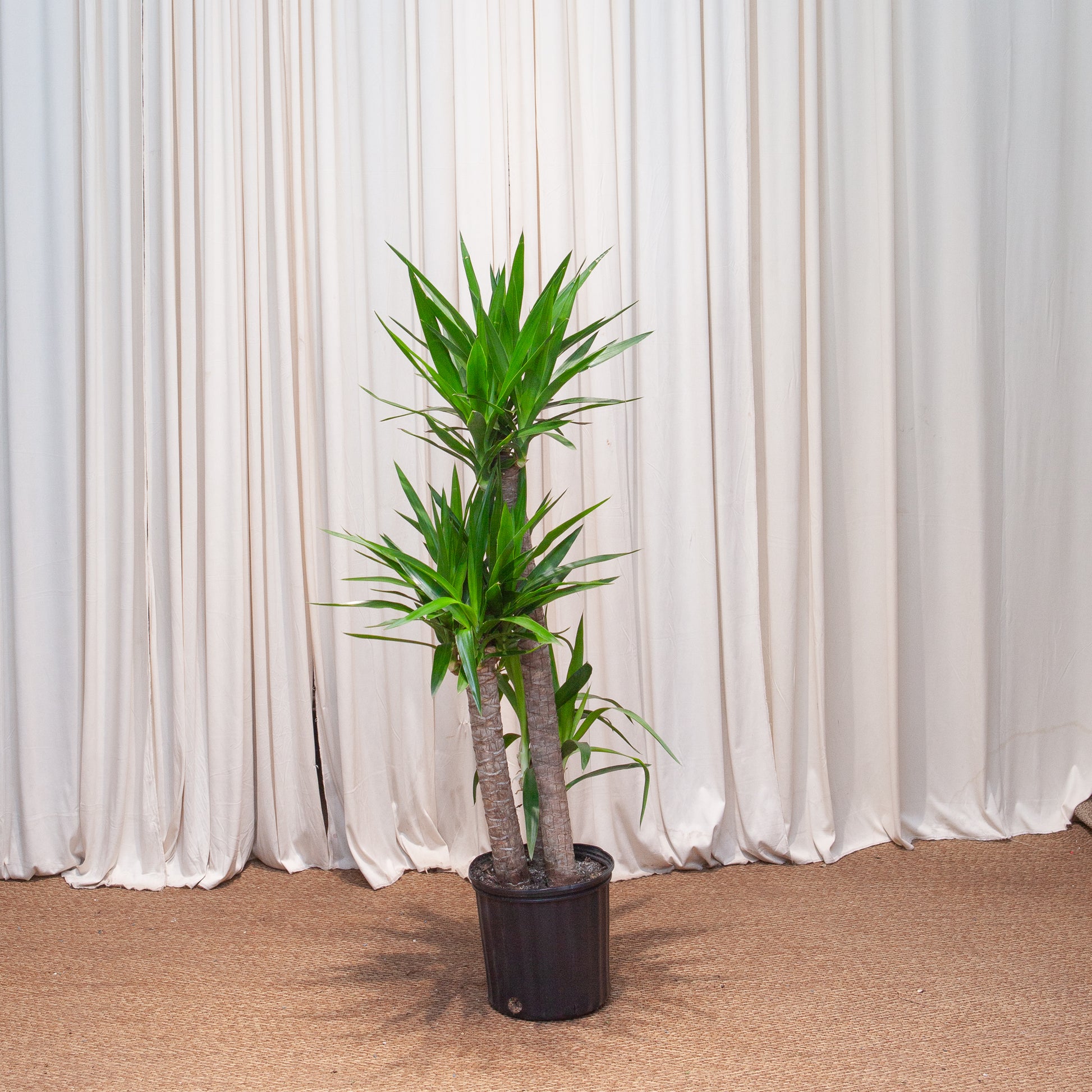 indoor yucca plant for sale Yucca Gigantea Staggered Cane - 10" Pot