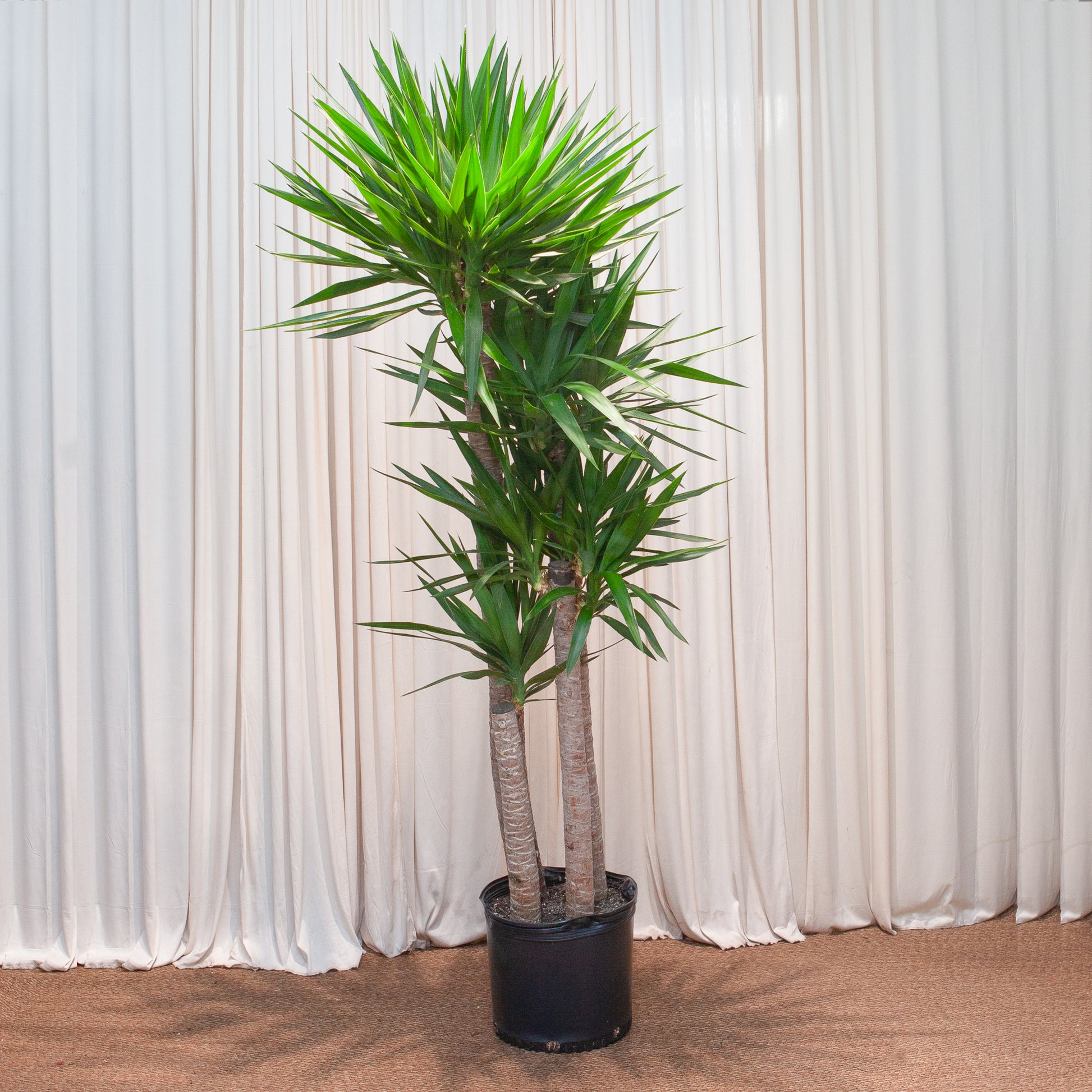 gal yucca cane plant Yucca Gigantea Staggered Cane - 14" Pot