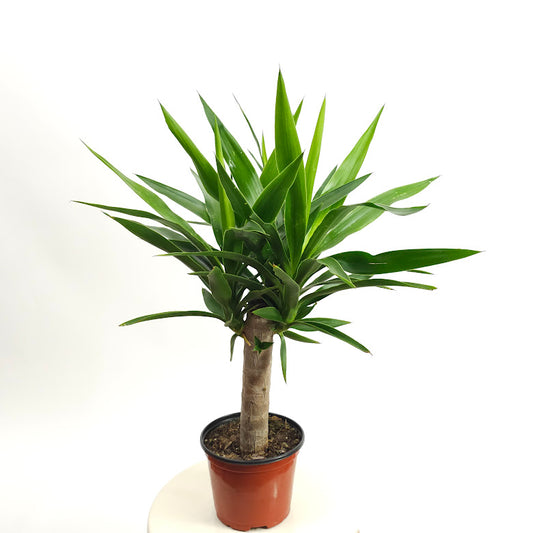 Yucca Cane: Yucca gigantea - 6 inch pot