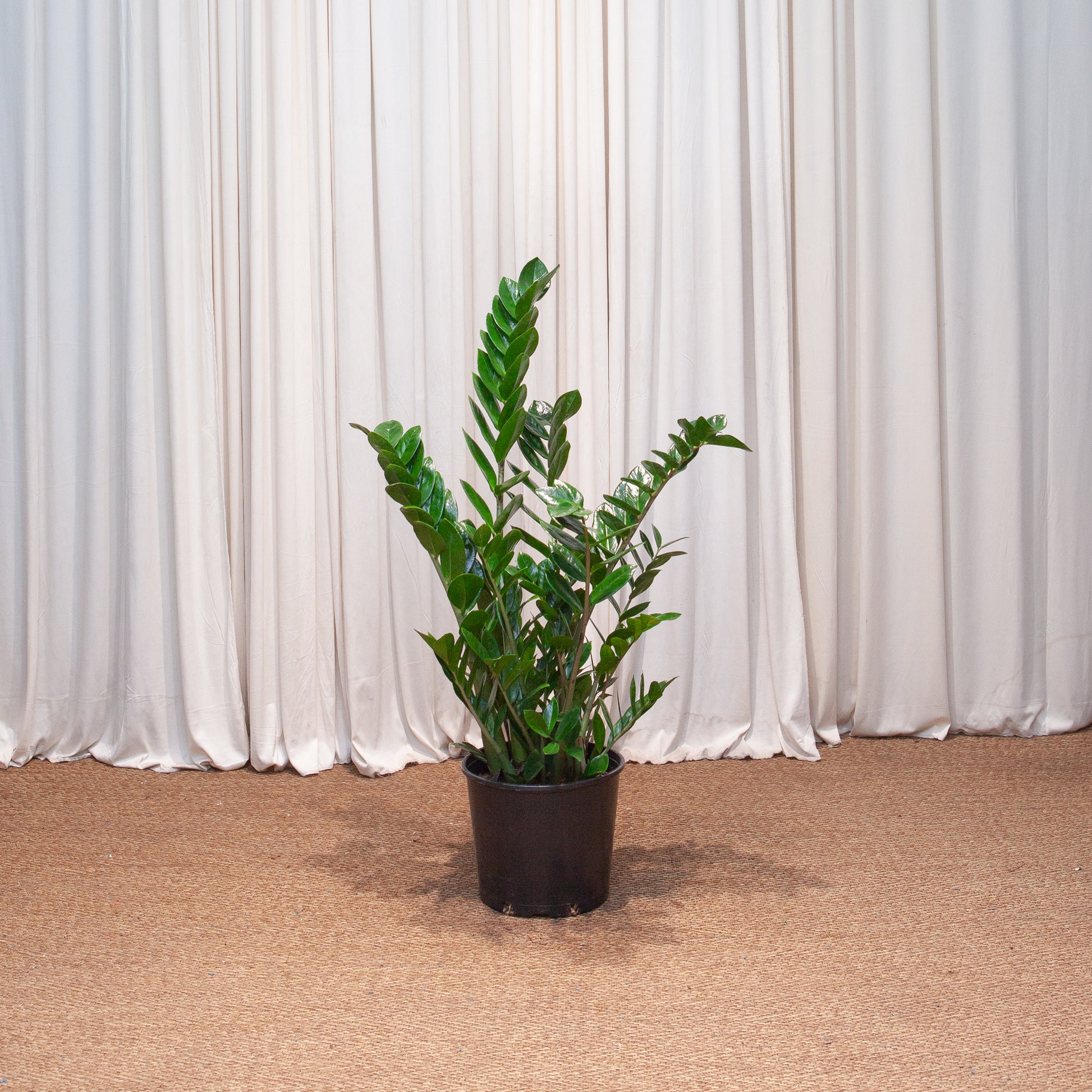 zamioculcas zamiifolia zz plant ZZ Plant: Zamioculcas Zamiifolia - 10" Pot