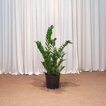 ZZ Plant: Zamioculcas zamiifolia - 10 inch pot - 2-3 foot tall