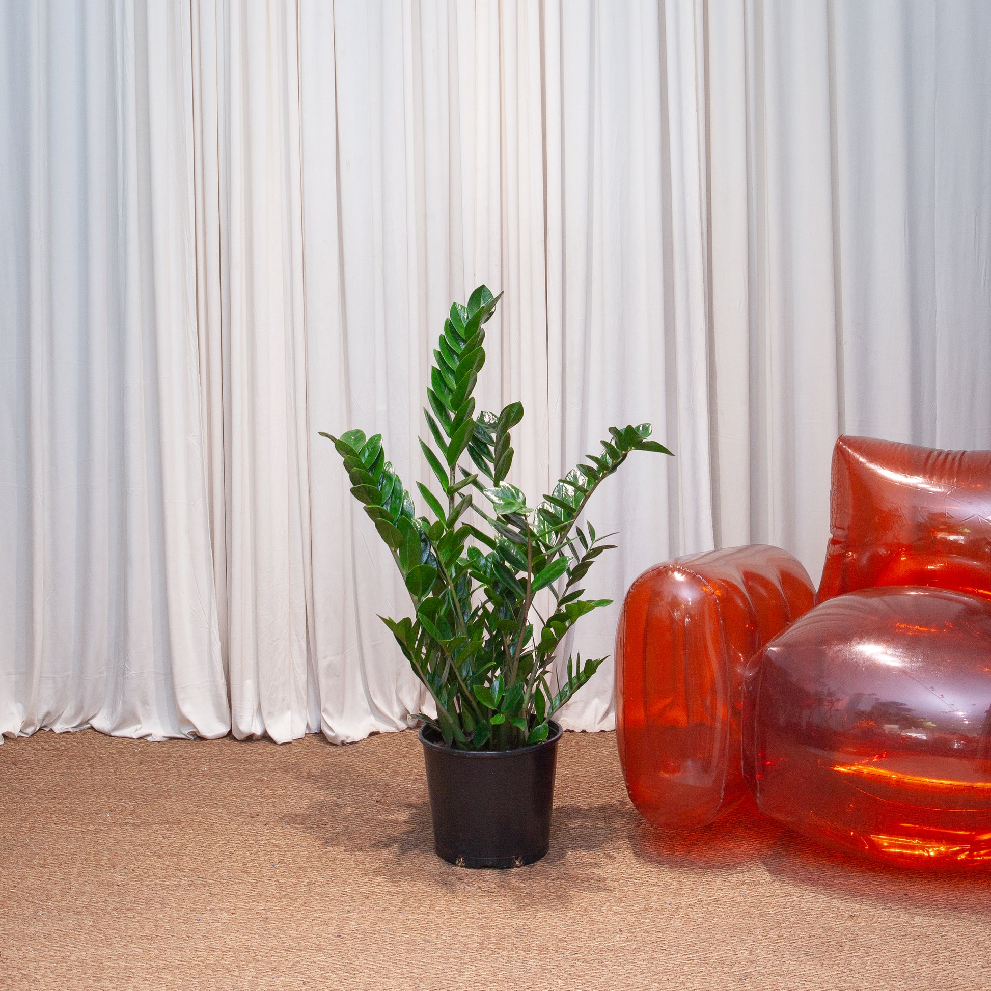 red zz plant ZZ Plant: Zamioculcas Zamiifolia - 10" Pot