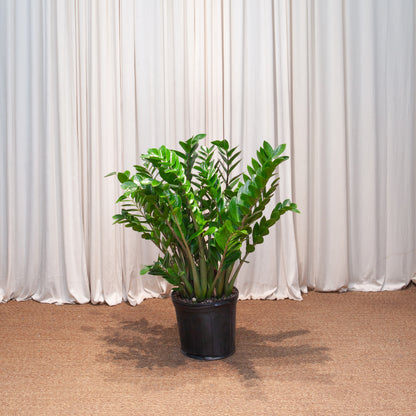 ZZ Plant: Zamioculcas zamiifolia - 12 inch pot - 2-3 foot tall