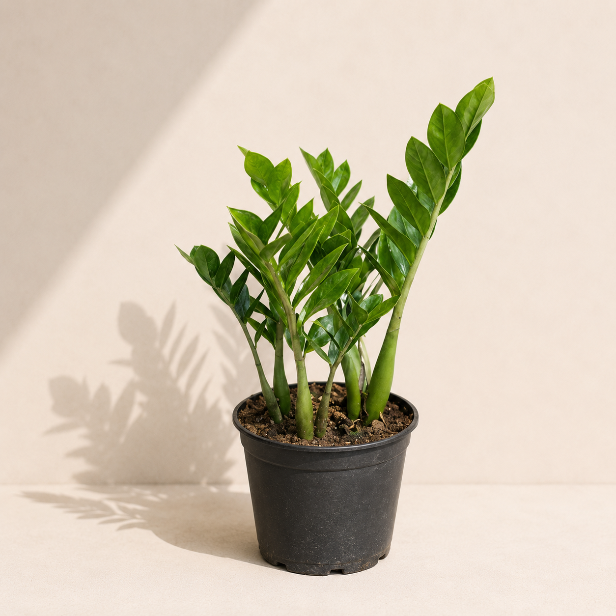 ZZ Plant: Zamioculcas zamiifolia - 8 inch pot