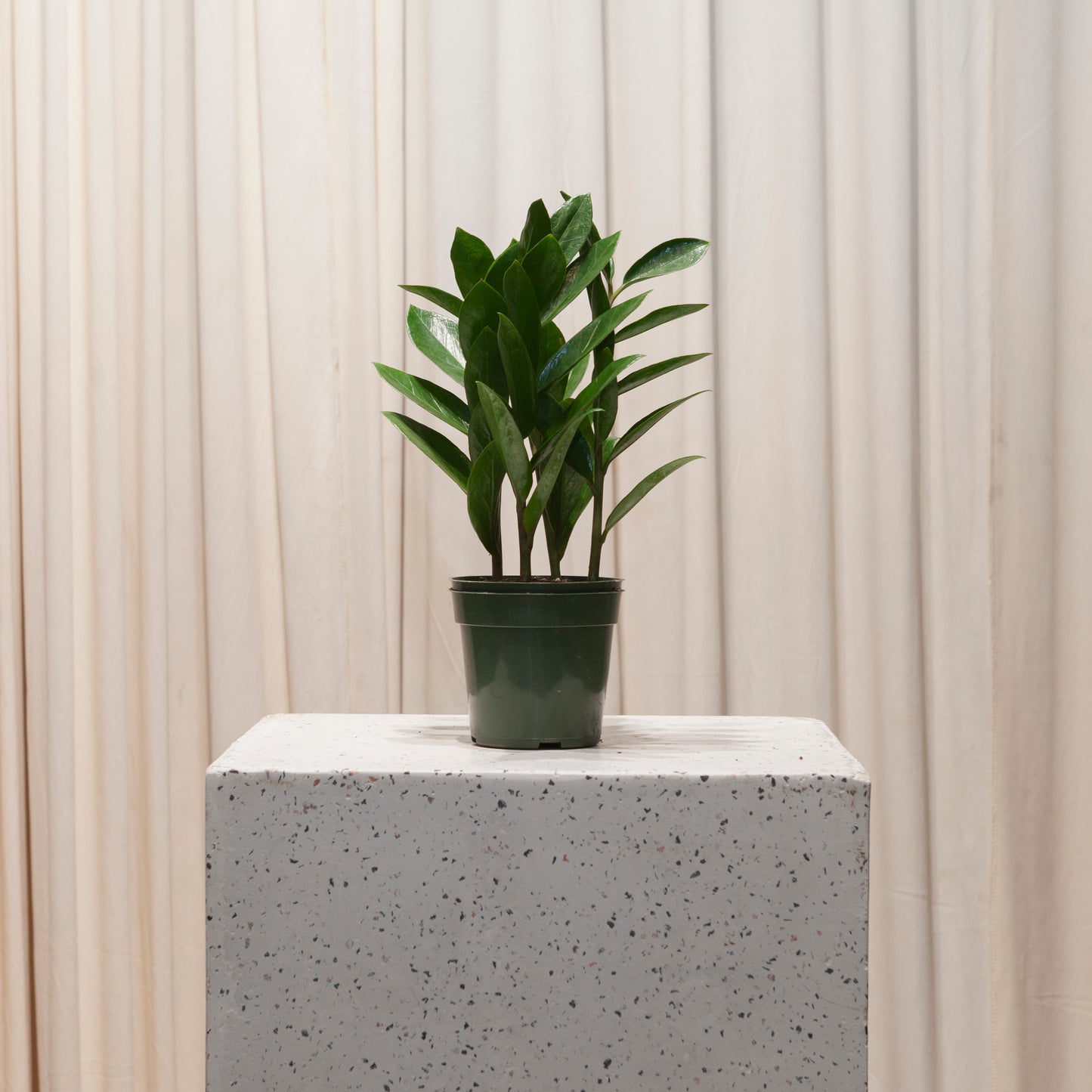 zz plant a succulent ZZ Plant: Zamioculcas Zamiifolia - 4" Pot