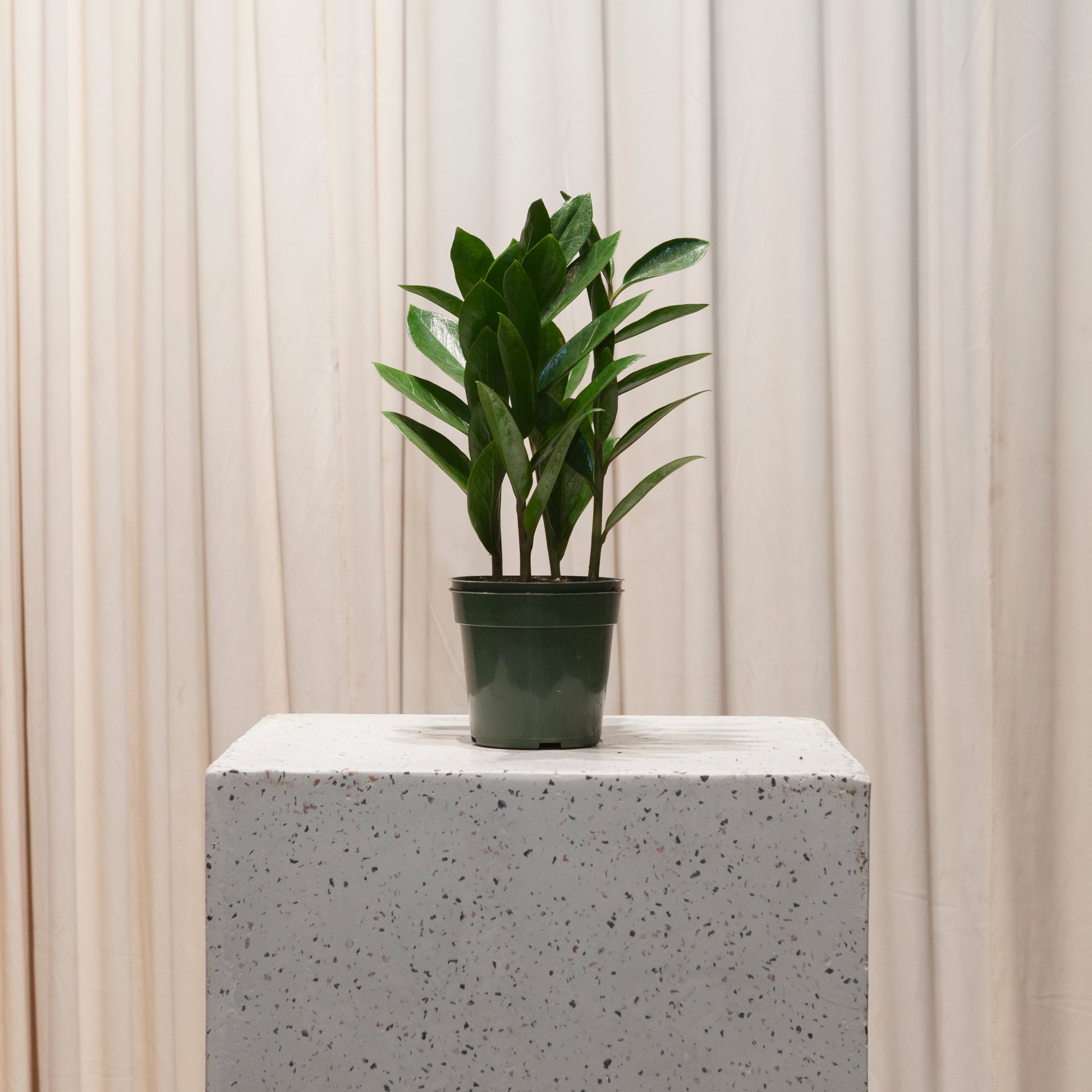 zamioculcas indoor plant ZZ Plant: Zamioculcas Zamiifolia - 4" Pot