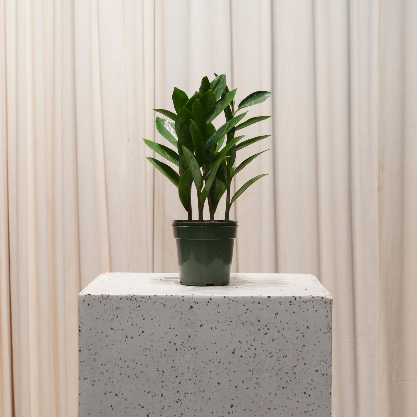 ZZ Plant: Zamioculcas zamiifolia - 4 inch pot