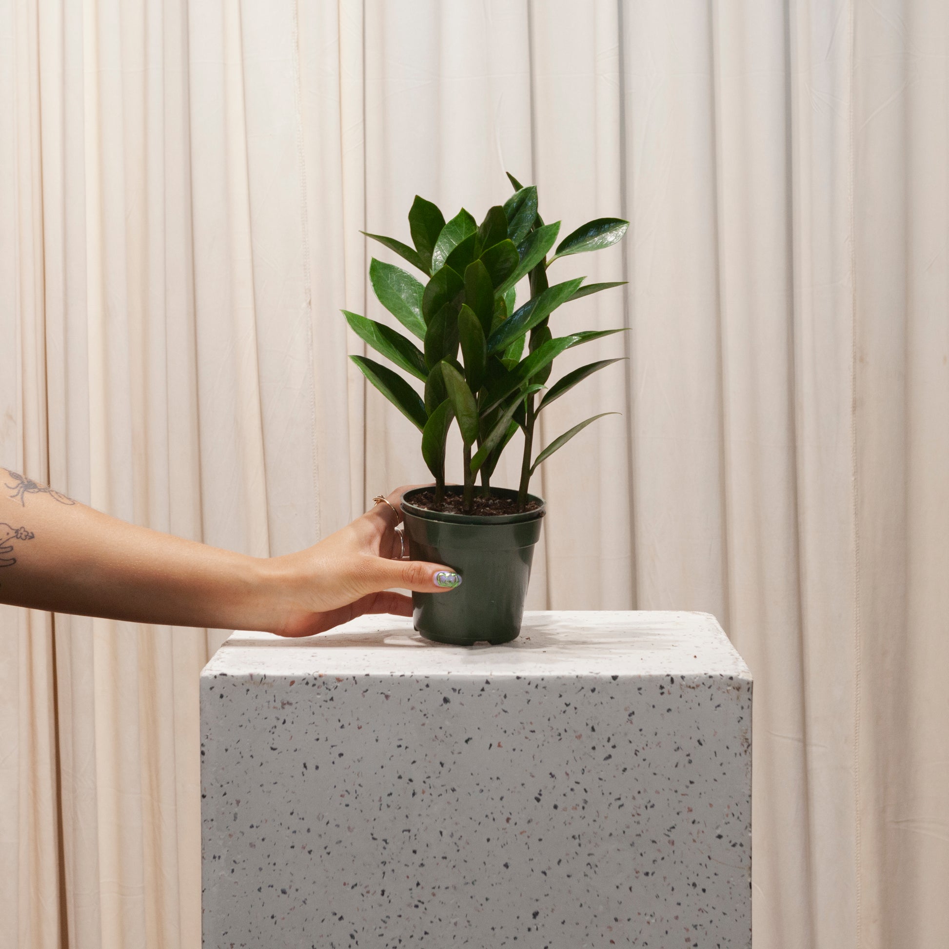 zz plant 4 inch ZZ Plant: Zamioculcas Zamiifolia - 4" Pot