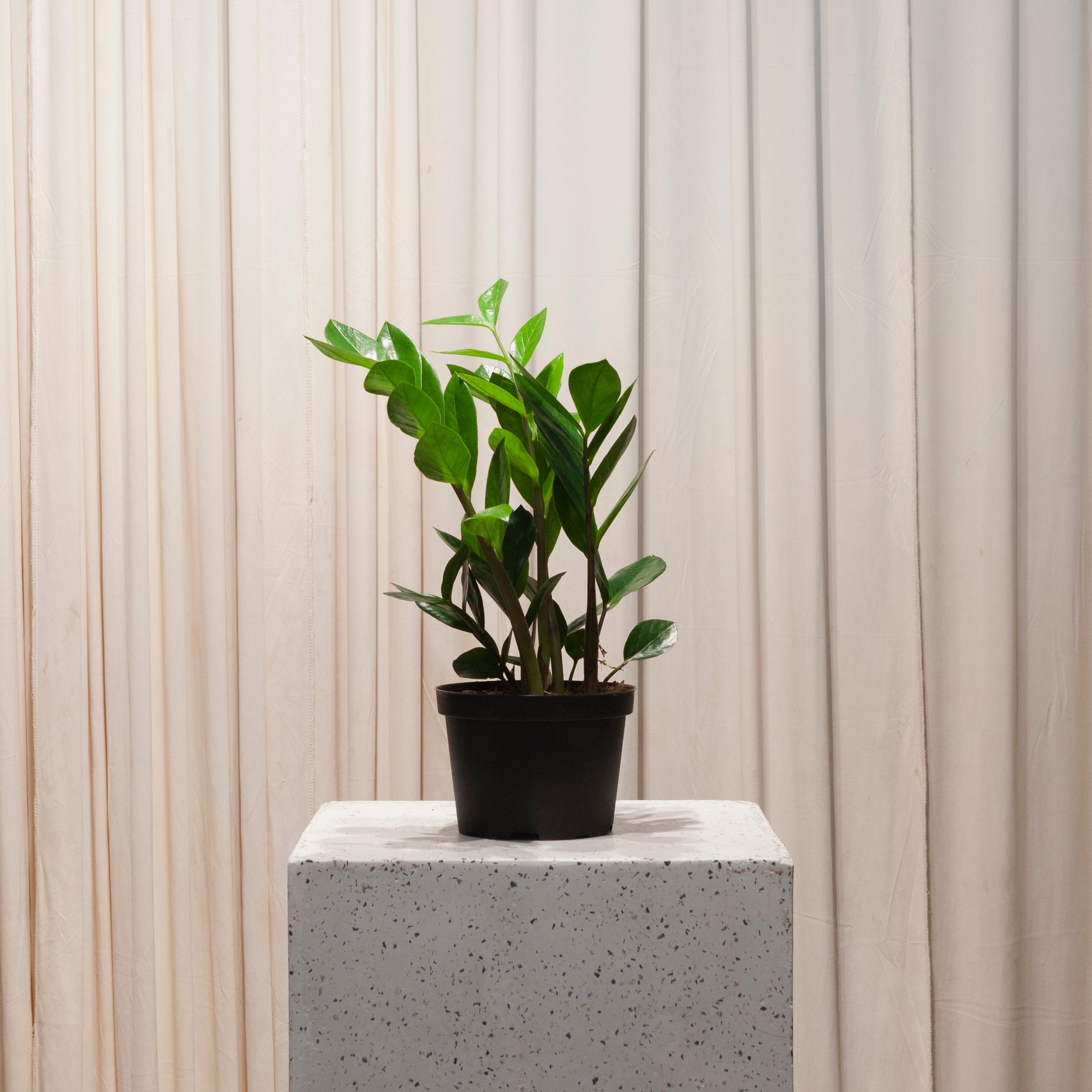 6 inch zz plant ZZ Plant: Zamioculcas Zamiifolia - 6" Pot