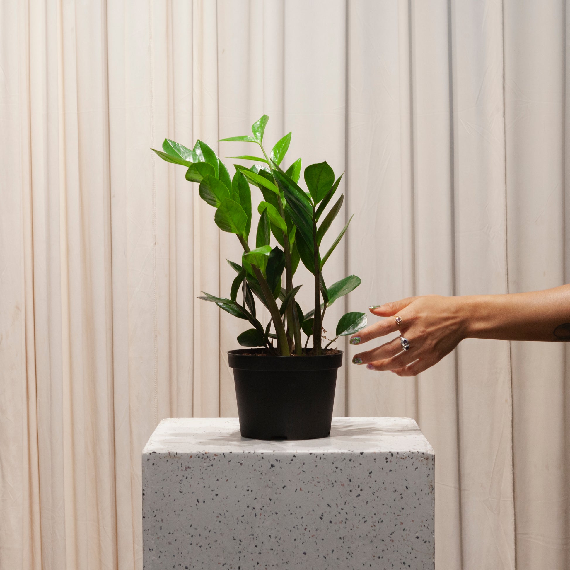 buy zz plant toronto ZZ Plant: Zamioculcas Zamiifolia - 6" Pot