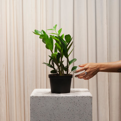 ZZ Plant: Zamioculcas zamiifolia - 6 inch pot