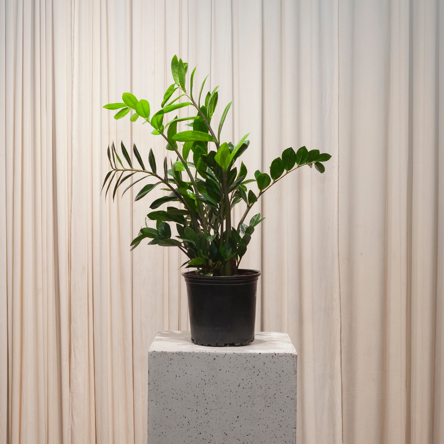 ZZ Plant: Zamioculcas zamiifolia - 8 inch pot