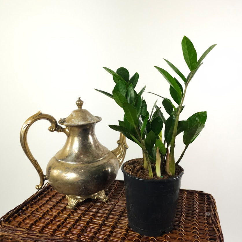 ZZ Plant: Zamioculcas zamiifolia - 5 inch pot