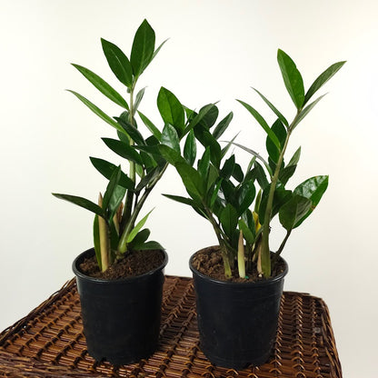 ZZ Plant: Zamioculcas zamiifolia - 5 inch pot