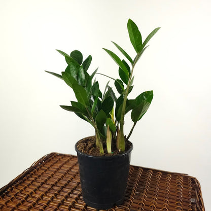 ZZ Plant: Zamioculcas zamiifolia - 5 inch pot