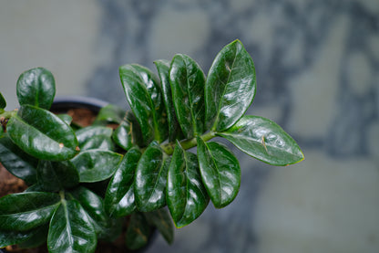 ZZ Plant Compact Leaf: Zamioculcas zamiifolia 'Zenzi' - 4 inch pot