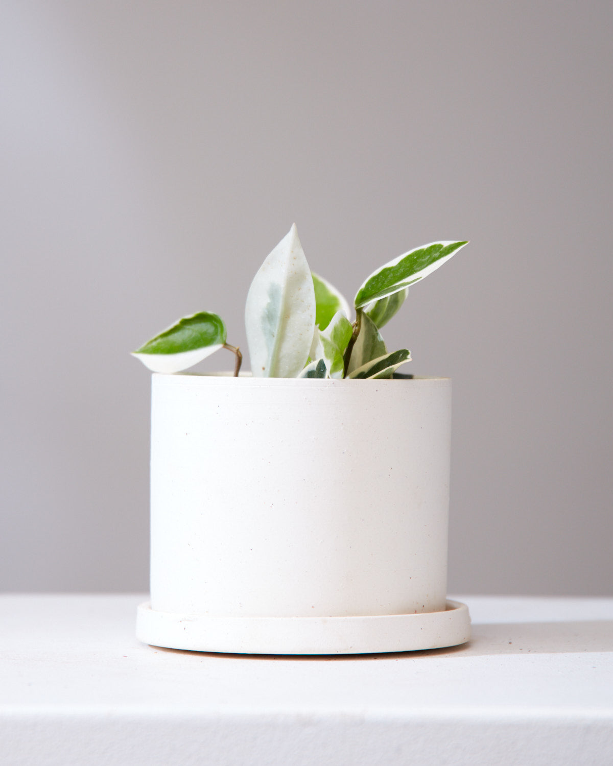Small Pot with Saucer | 5 inch Diameter