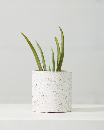 Aloe Vera: Aloe barbadensis - 4 inch pot — indoor plant — indoor plant for sale by Promise Supply for delivery and pickup in Toronto.