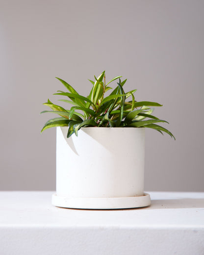 Small Pot with Saucer | 5 inch Diameter