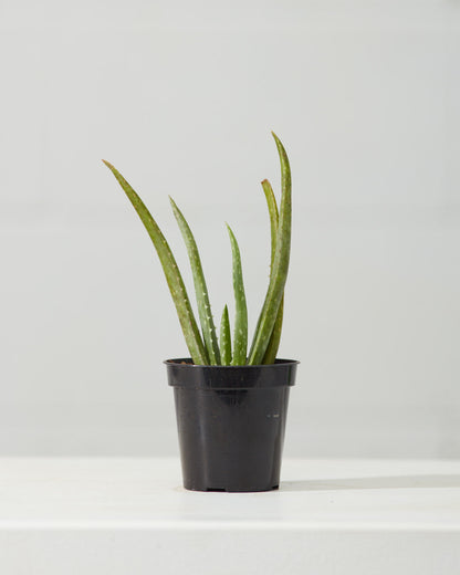Aloe Vera: Aloe barbadensis - 4 inch pot — indoor plant — indoor plant for sale by Promise Supply for delivery and pickup in Toronto.