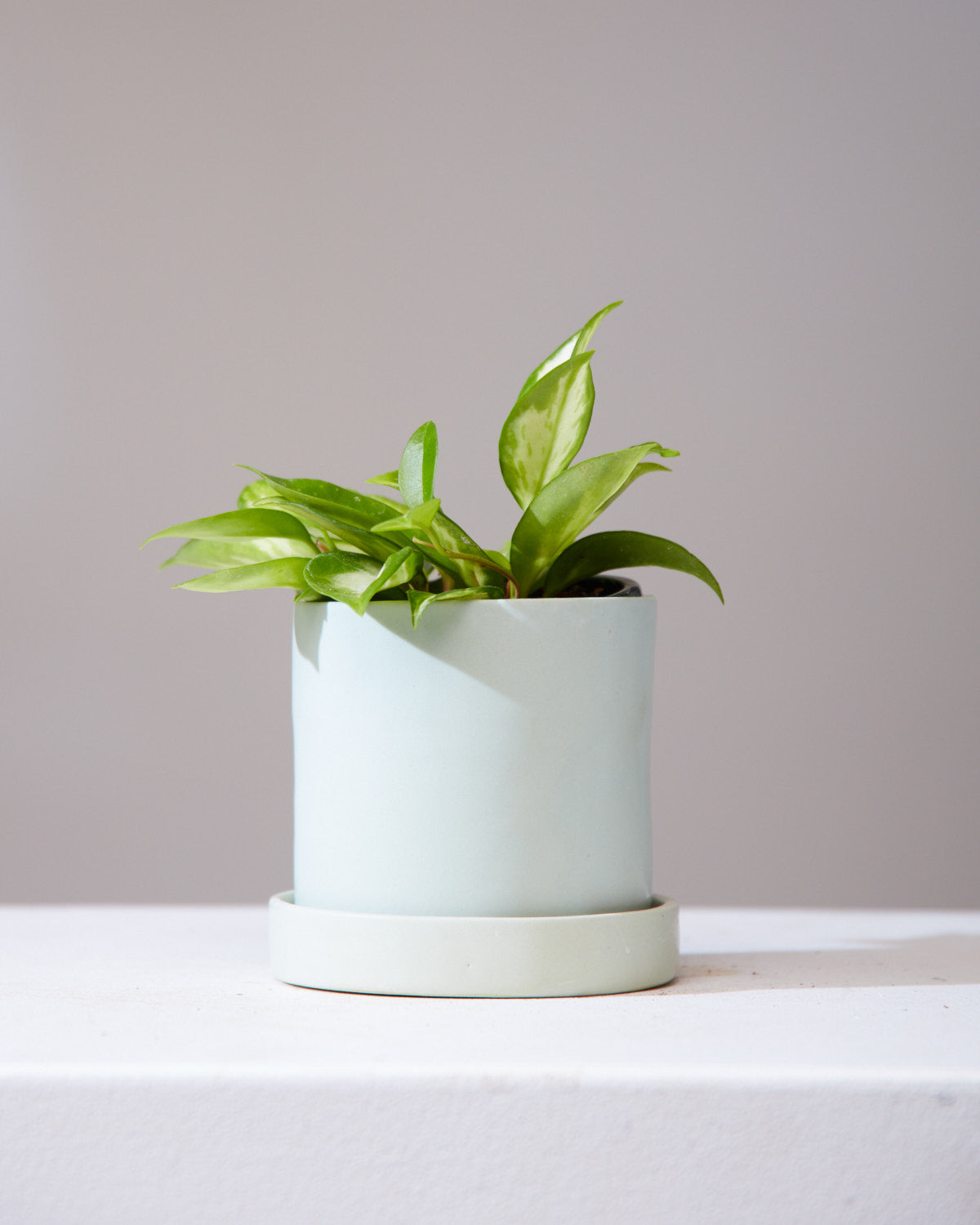 Crimson Princess Wax Plant: Hoya carnosa - 5 inch pot — indoor plant — indoor plant for sale by Promise Supply for delivery and pickup in Toronto.