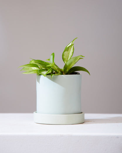 Crimson Princess Wax Plant: Hoya carnosa - 5 inch pot — indoor plant — indoor plant for sale by Promise Supply for delivery and pickup in Toronto.